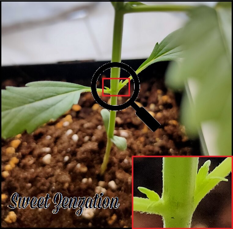 Crecimiento 1.2.0.8.jpg