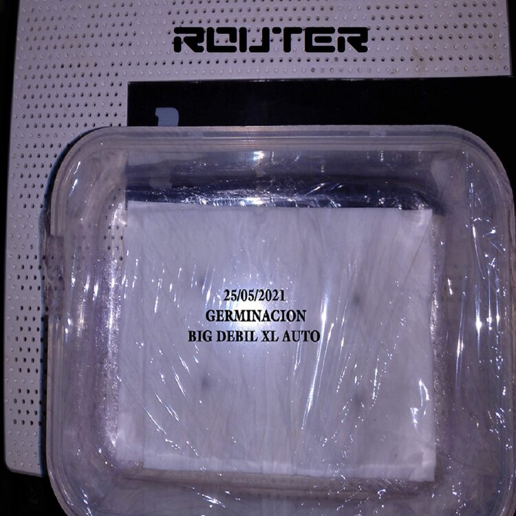 BIG DEVIL GERMINACION5.jpg