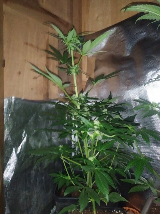 IMG_20200414_194404 (FILEminimizer).jpg