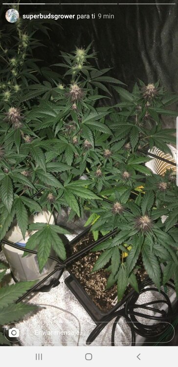 WhatsApp Image 2019-07-19 at 12.13.14.jpeg