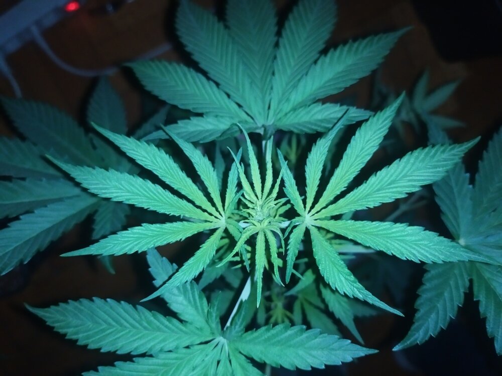 IMG_20200408_203759 (FILEminimizer).jpg