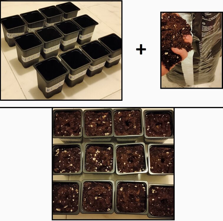 Tierra en macetas.jpg