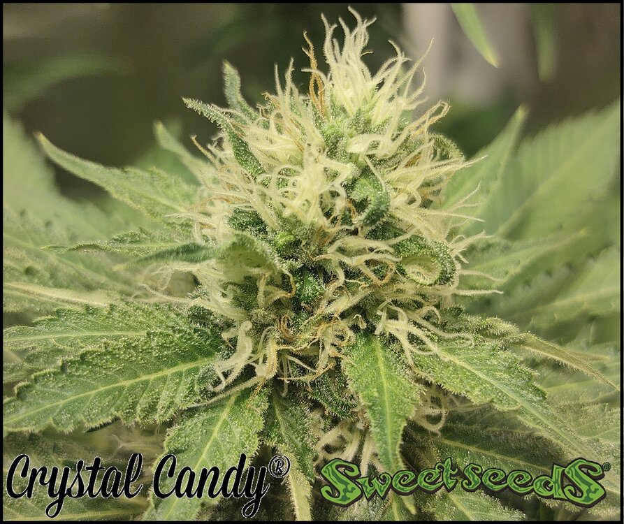 Floración 11.0.2.jpg