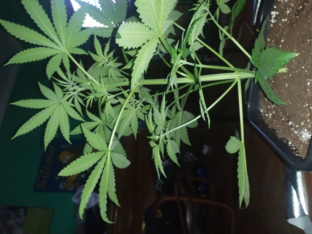 IMG_20200408_203445 (FILEminimizer).jpg