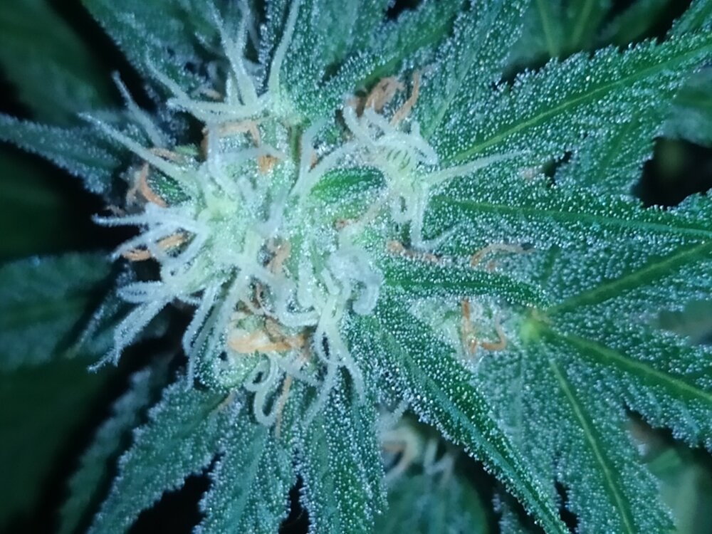 IMG_20200508_133314 (FILEminimizer).jpg