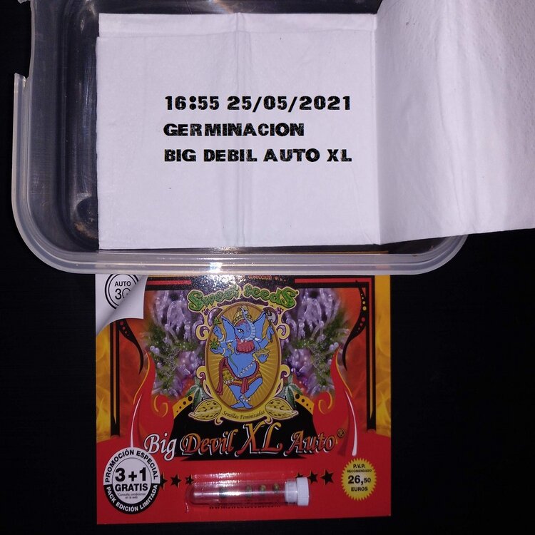 BIG DEVIL GERMINACION.jpg