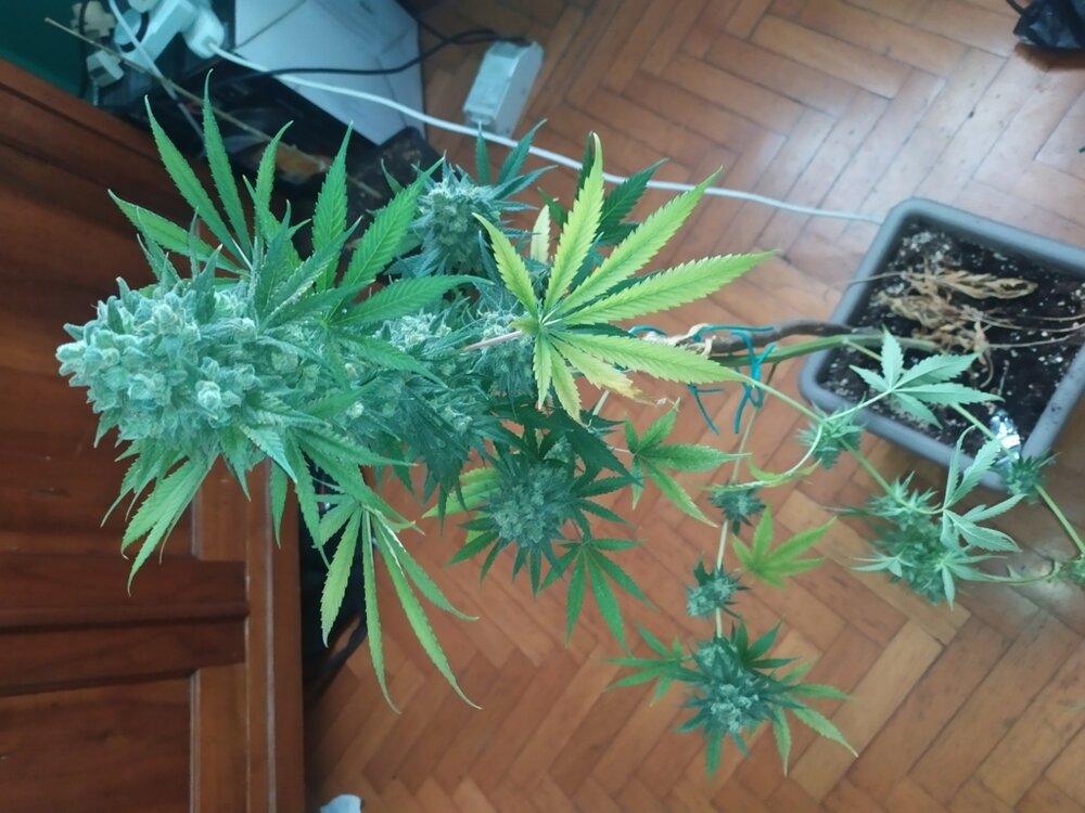 IMG_20200607_173451_1 (FILEminimizer).jpg