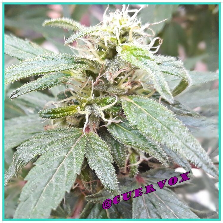 para aceite 2019.jpg