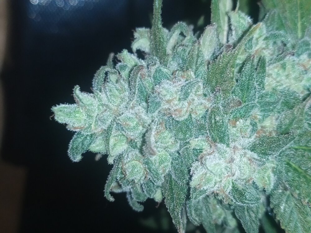 IMG_20200528_171432 (FILEminimizer).jpg