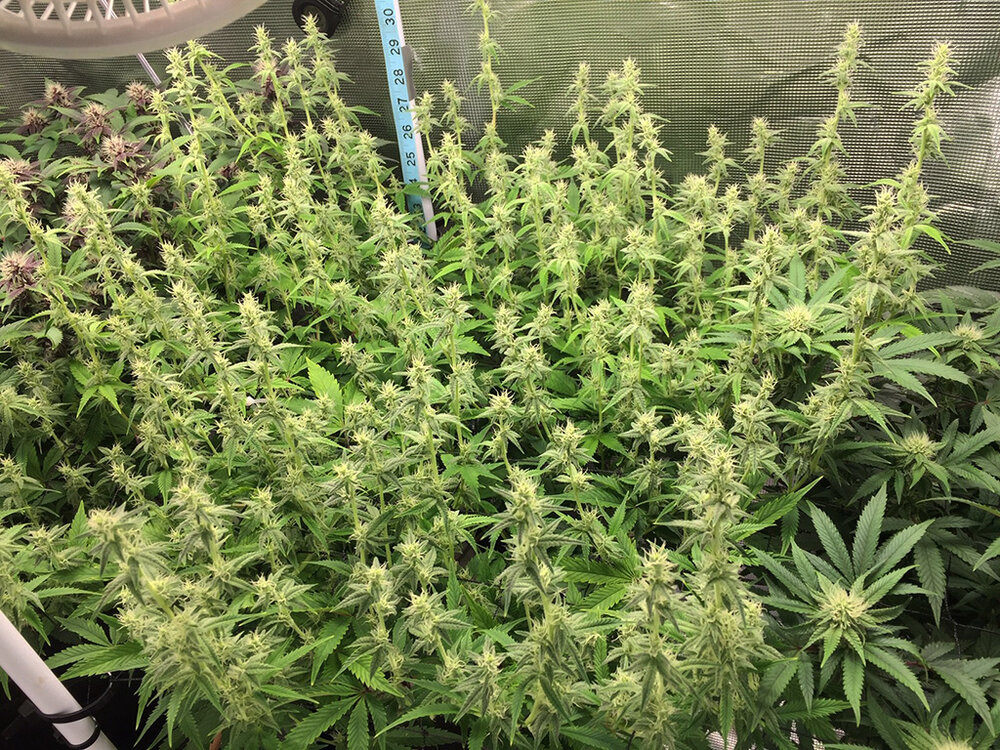 red hot cookies day 25.jpg