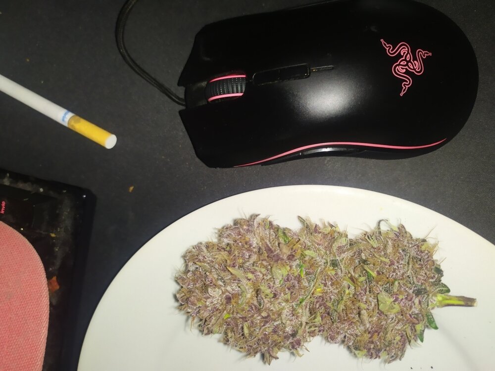 REED (FILEminimizer).jpg