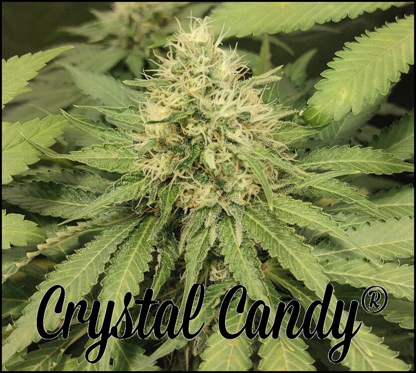 Floración 13.0.1.jpg