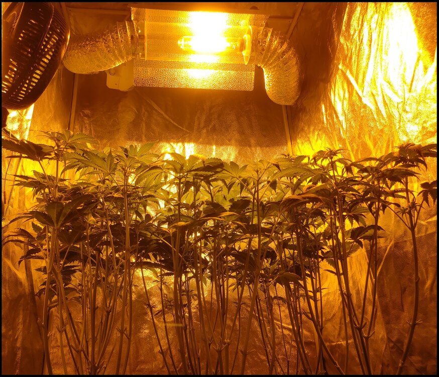 Floración 5.0.2.jpg