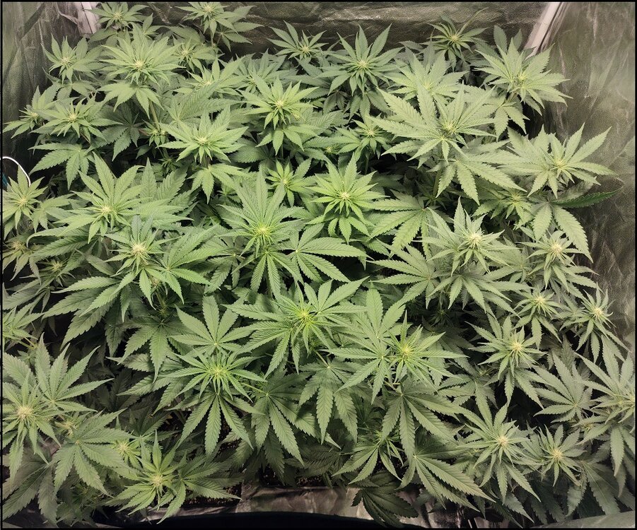 Floración 6.0.5.jpg