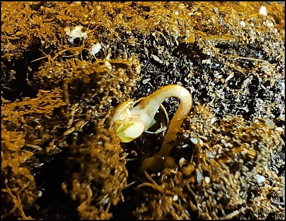 La naturaleza se abre camino.jpg