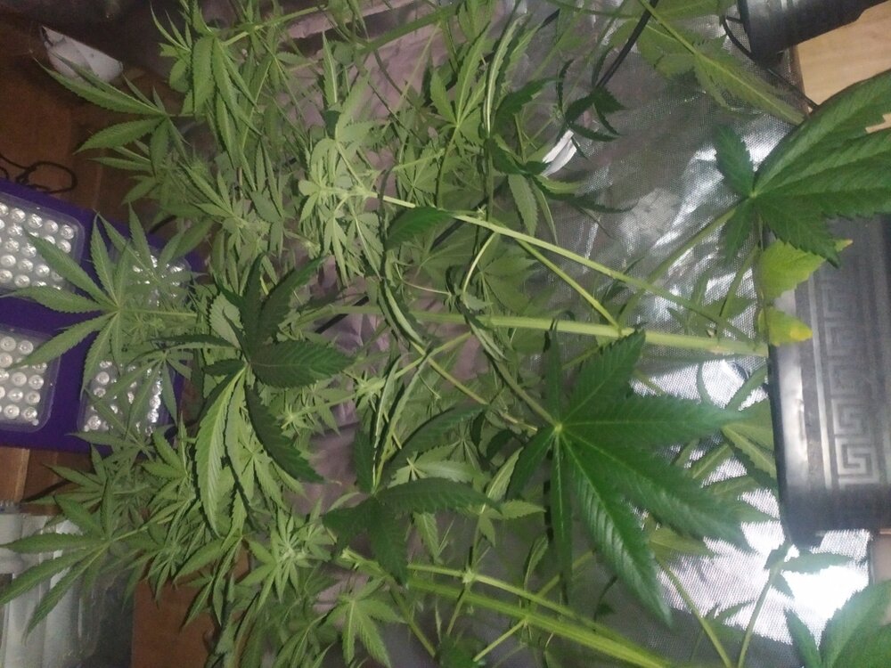 IMG_20200425_111146 (FILEminimizer).jpg