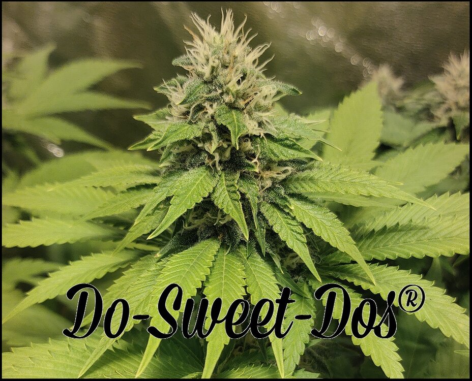 Floración 13.0.2.jpg