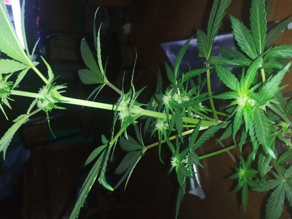 IMG_20200408_203030 (FILEminimizer).jpg