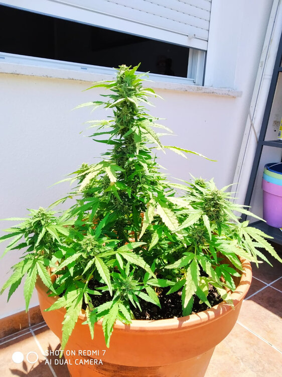 WhatsApp Image 2020-07-13 at 14.43.27.jpeg