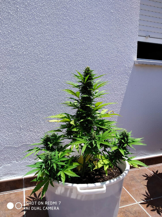 WhatsApp Image 2020-07-13 at 14.57.40.jpeg