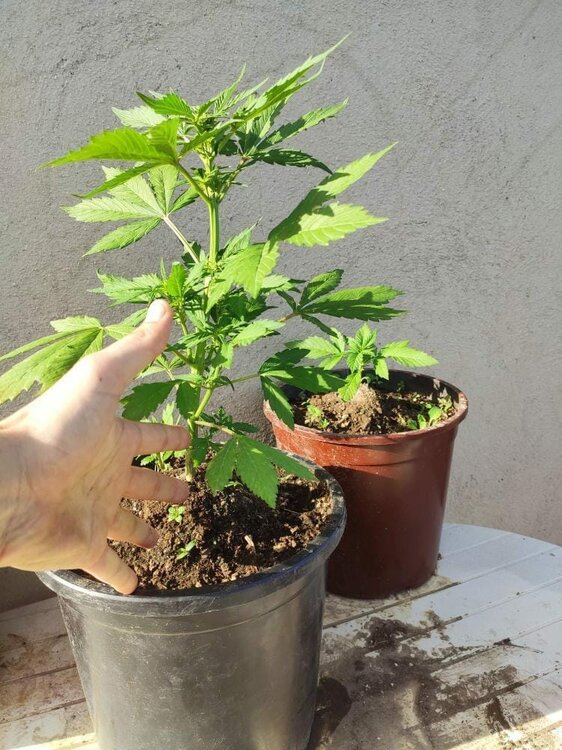 WhatsApp Image 2020-06-29 at 14.28.41.jpeg