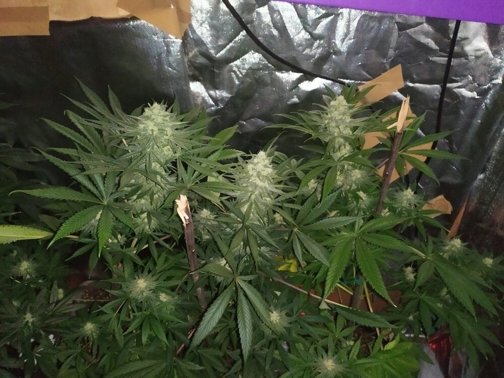 IMG_20200508_133132 (FILEminimizer).jpg