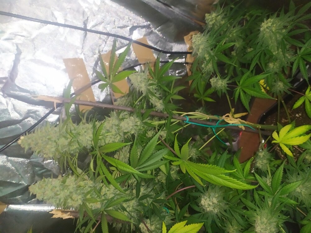 IMG_20200528_171333 (FILEminimizer).jpg