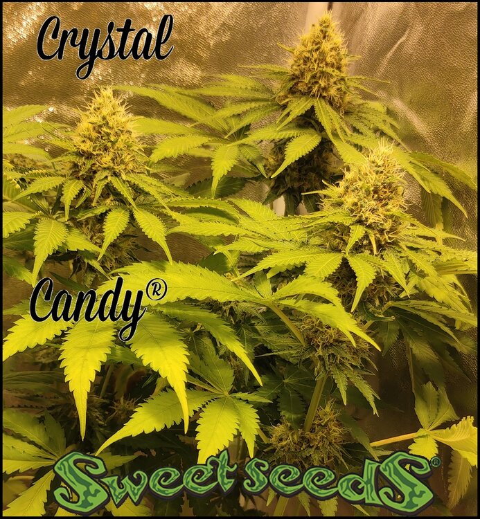 Floración 14.0.1.jpg