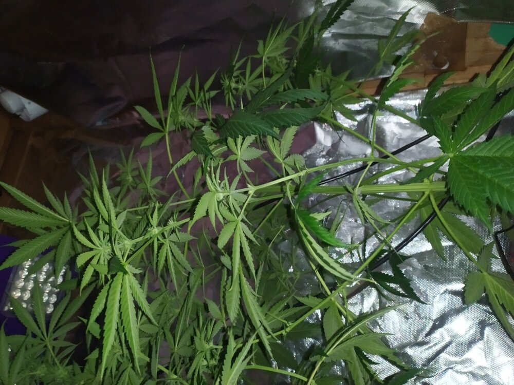 IMG_20200425_104205 (FILEminimizer).jpg