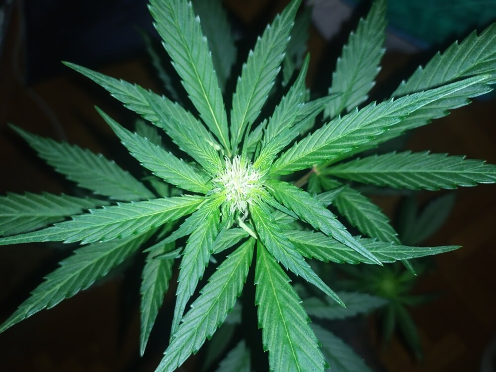 IMG_20200408_202916 (FILEminimizer).jpg