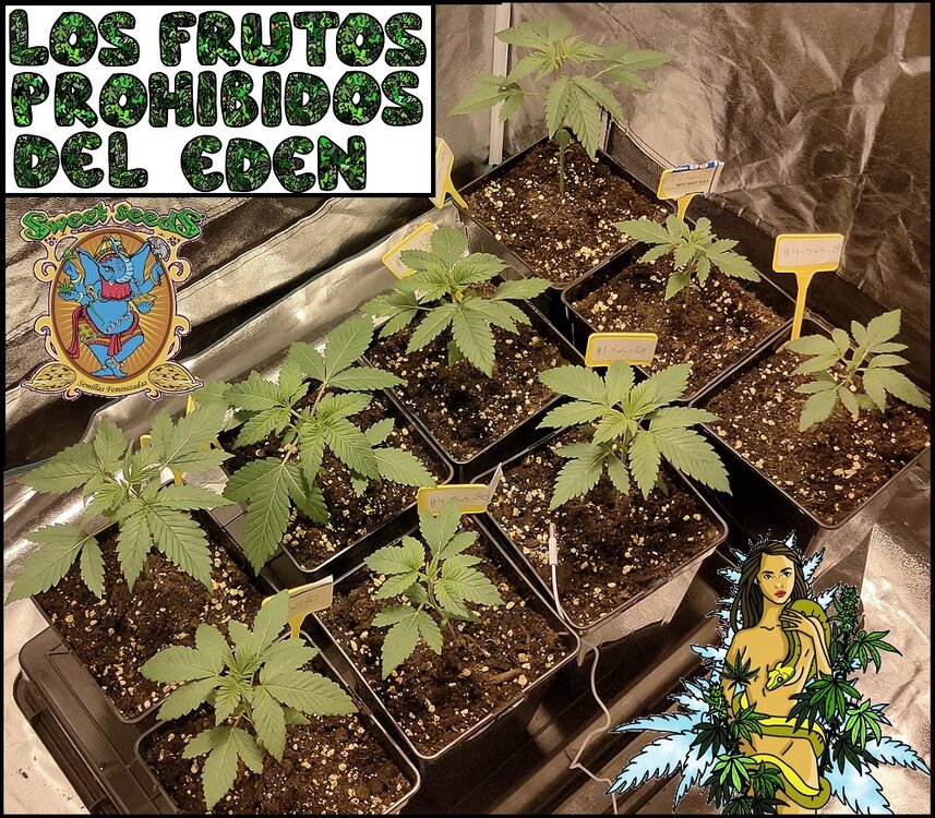 3Crecimiento 6.4.jpg