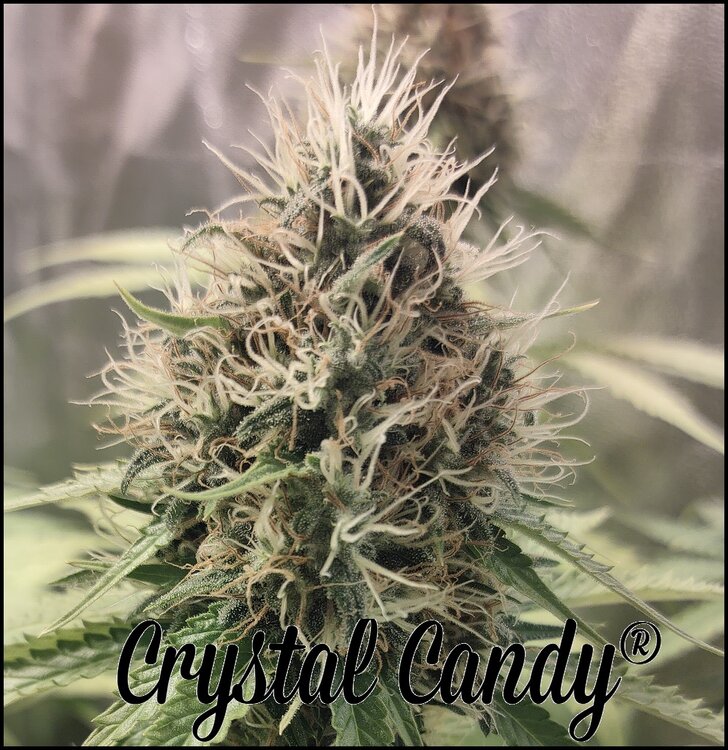 Floración 15.0.3.jpg