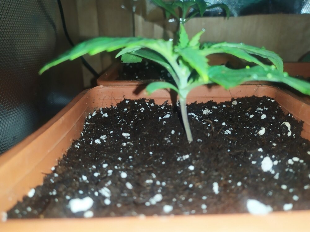 IMG_20200316_154816 (FILEminimizer).jpg