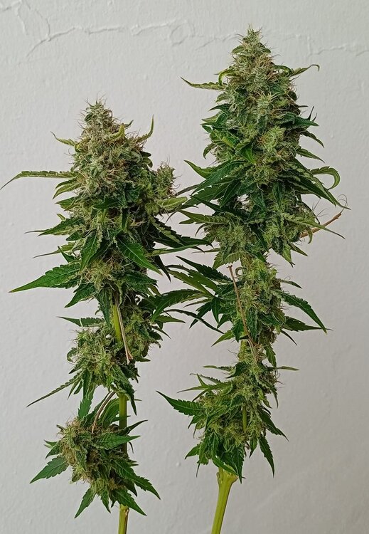 Black Jack 2 (2).jpeg