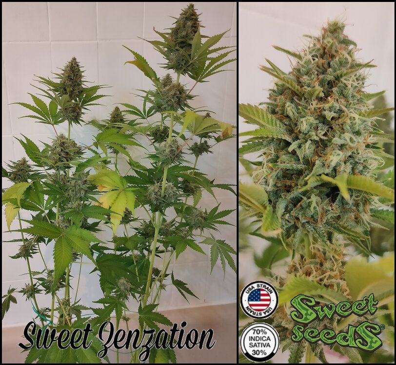 Floración 15.0.1.jpg