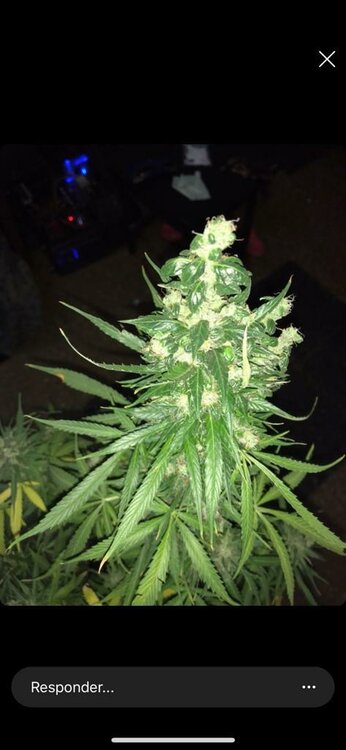 WhatsApp Image 2019-09-09 at 08.43.18.jpeg