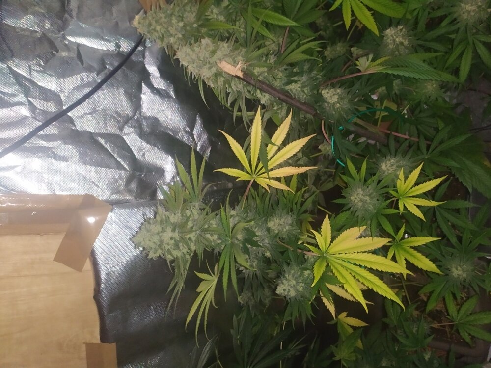 IMG_20200528_171554 (FILEminimizer).jpg