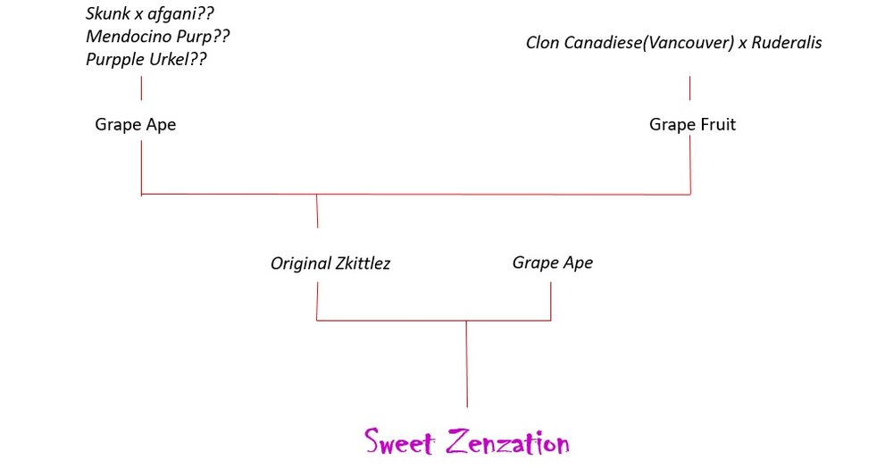 genetica zenzation.jpg