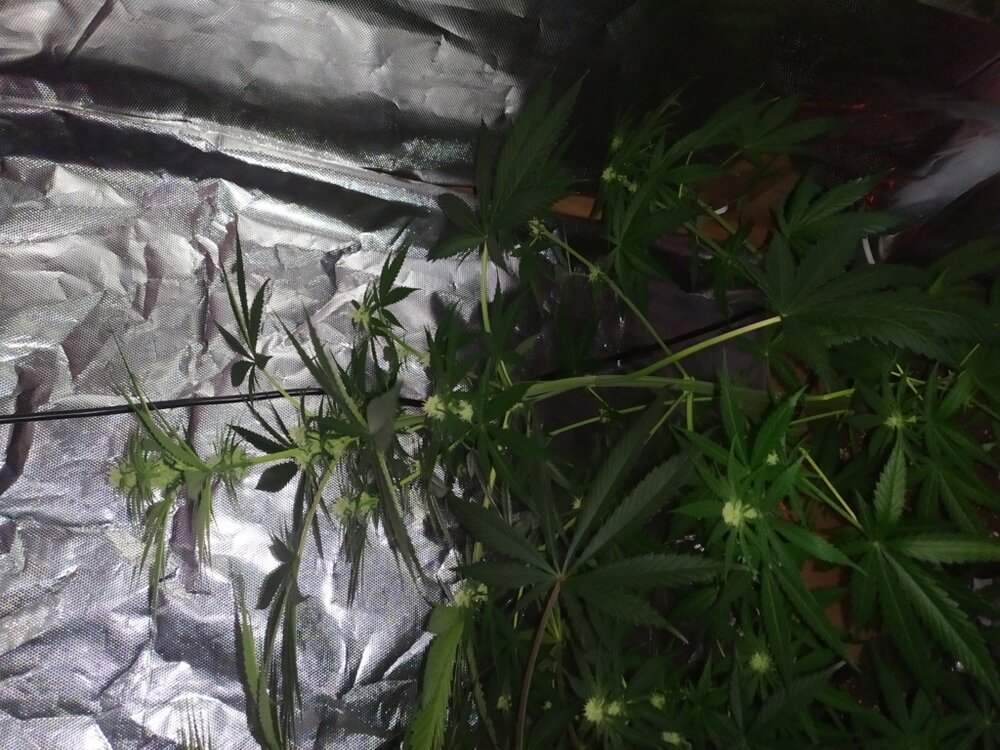 IMG_20200425_104157 (FILEminimizer).jpg