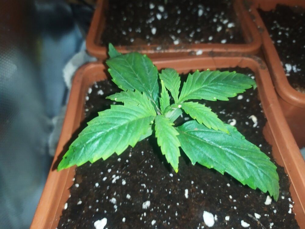 IMG_20200316_154811 (FILEminimizer).jpg