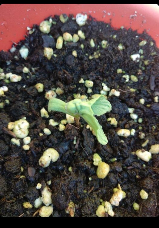 WhatsApp Image 2019-08-29 at 08.22.25.jpeg