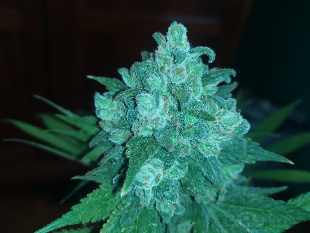 IMG_20200607_173512 (FILEminimizer).jpg