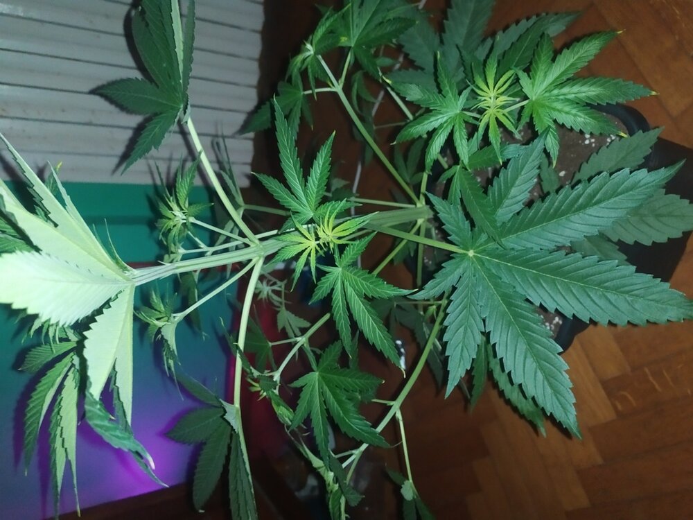 IMG_20200408_202545 (FILEminimizer).jpg