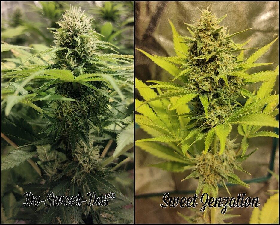 Floración 12.0.3.jpg