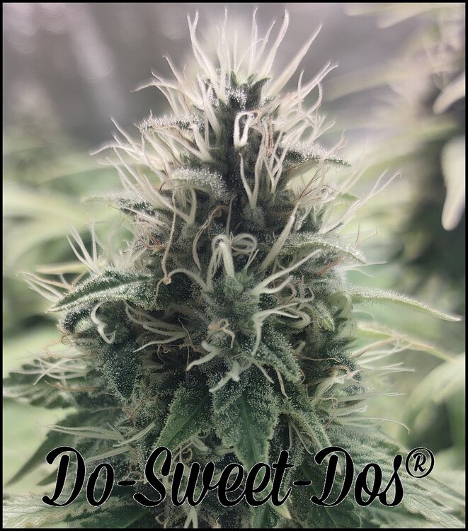 Floración 15.0.2.jpg