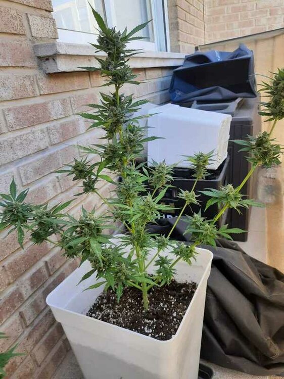 WhatsApp Image 2021-07-01 at 17.14.42.jpeg