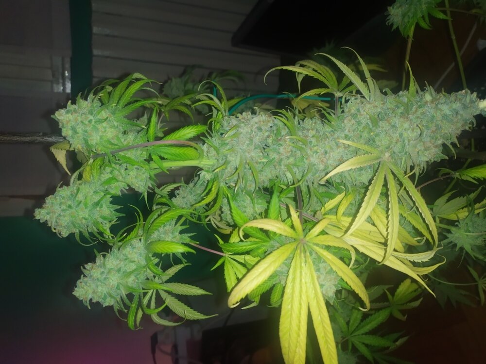 IMG_20200613_212032 (FILEminimizer).jpg