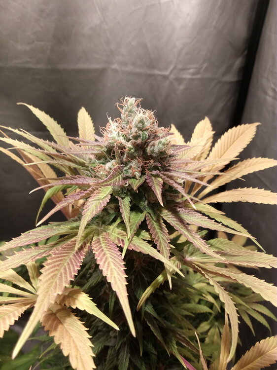 JACK 47 Ultimos diass.jpg