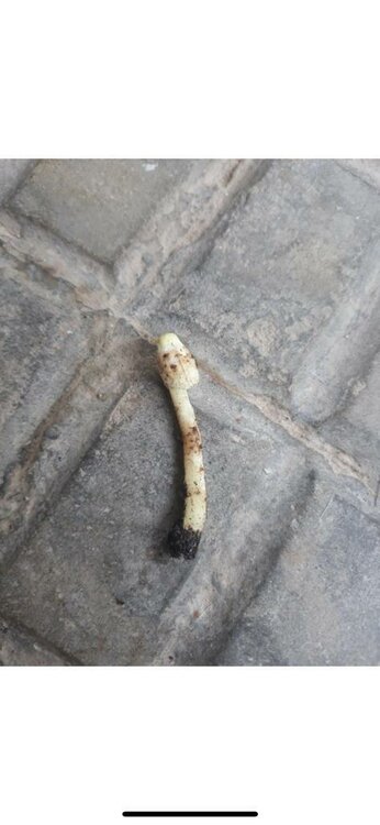 WhatsApp Image 2019-08-26 at 11.49.31.jpeg