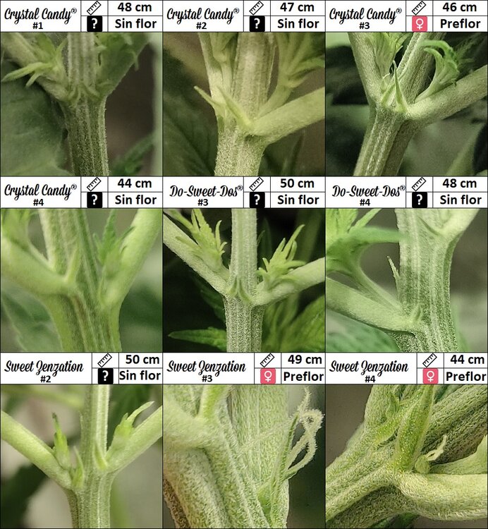 Floración 1.0.3.jpg